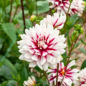 Dahlia Décoratif Rebecca's World (x1)